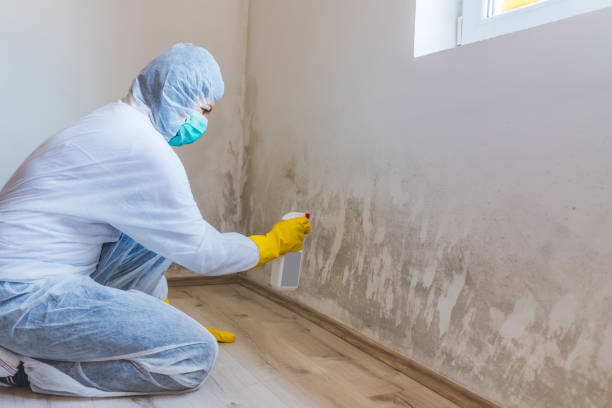Licensed Mold Testing service in Fulton, IL - WQB Mold Removal